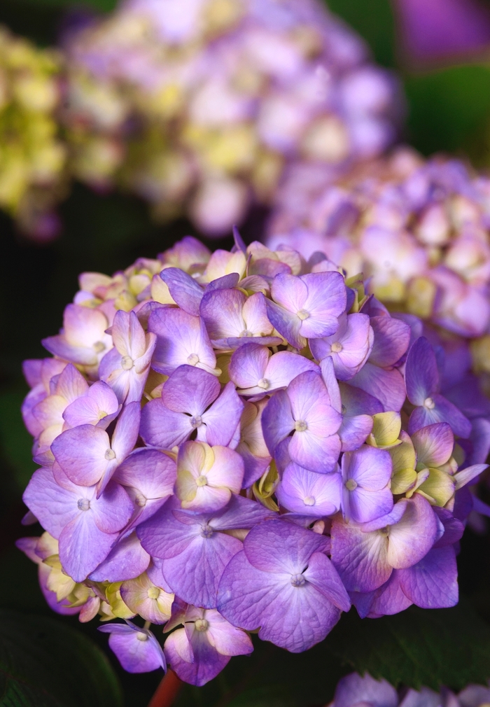 BloomStruck® - Hydrangea macrophylla from Milmont Greenhouses BloomStruck® - Hydrangea macrophylla from Milmont Greenhouses