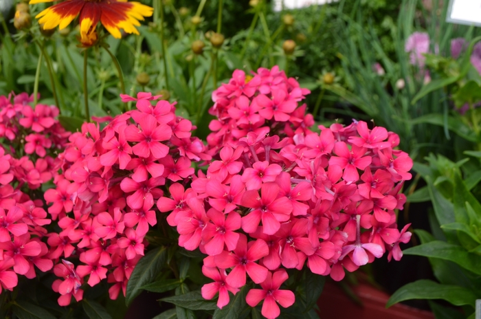 Flame&trade; Red - Phlox paniculata (Garden Phlox) from Milmont Greenhouses