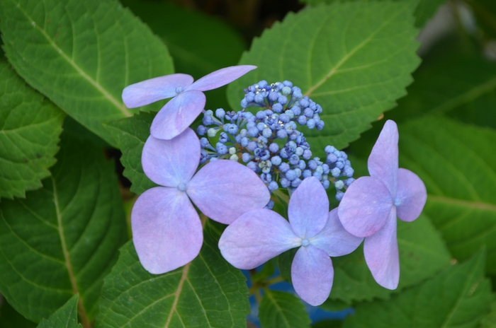 'Twist-n-Shout®' Bigleaf Hydrangea - Hydrangea macrophylla from Milmont Greenhouses
