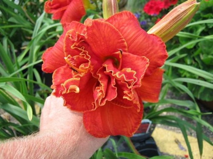 Moses Fire Daylily - Hemerocallis 'Moses Fire' (Daylily) from Milmont Greenhouses