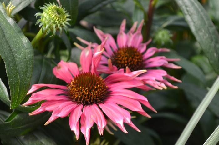 Meadow Mama 'Playful' - Echinacea purpurea (Coneflower) from Milmont Greenhouses
