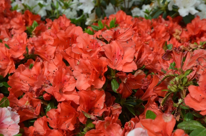 Encore&reg; 'Autumn Sunset&trade;' - Rhododendron (Azalea) from Milmont Greenhouses