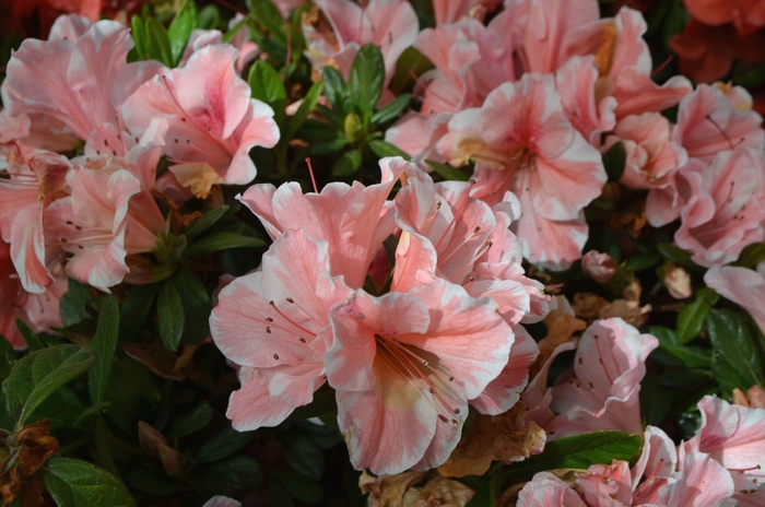 Encore® 'Autumn Sunburst®' - Rhododendron (Azalea) from Milmont Greenhouses