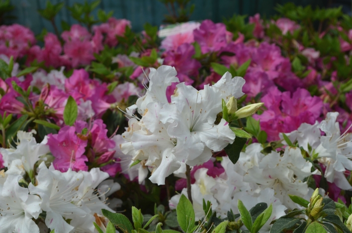 Encore® 'Autumn Lily®' - Rhododendron (Azalea) from Milmont Greenhouses Encore® 'Autumn Lily®' - Rhododendron (Azalea) from Milmont Greenhouses