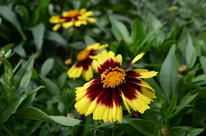 UpTick&trade; ''Yellow & Red'' - Coreopsis (Tickseed) from Milmont Greenhouses
