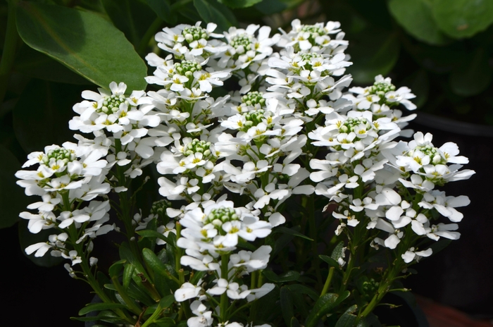Candytuft - Iberis sempervirens from Milmont Greenhouses