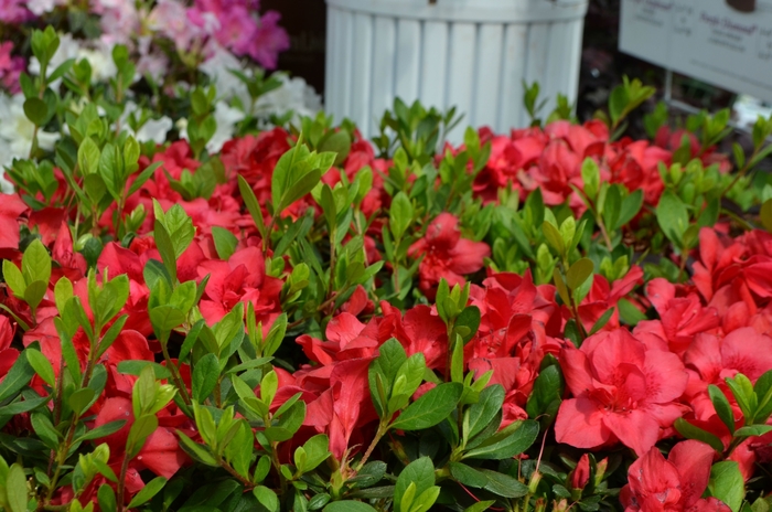Encore&reg; 'Autumn Bonfire&reg;' - Rhododendron (Azalea) from Milmont Greenhouses