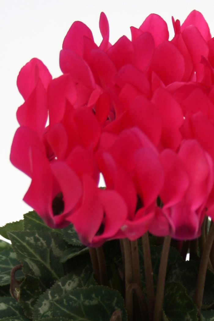 Dreamscape™ 'Deep Rose' - Cyclamen persicum () from Milmont Greenhouses