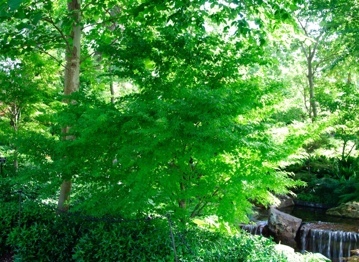 'Aoyagi' Japanese Maple - Acer palmatum from Milmont Greenhouses