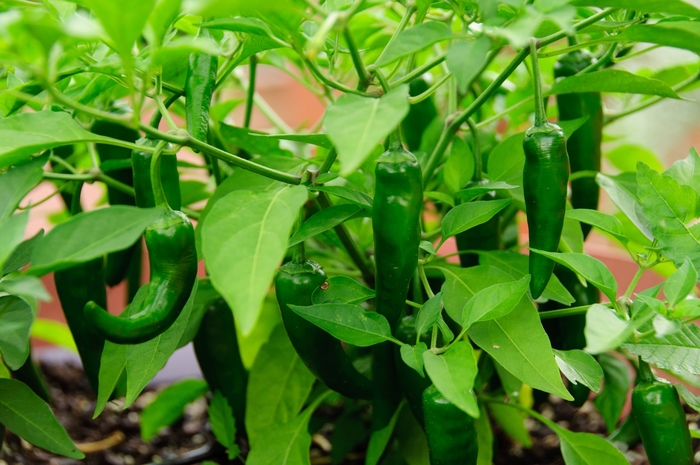 'Cayennetta' Chili Pepper - Capsicum annuum from Milmont Greenhouses