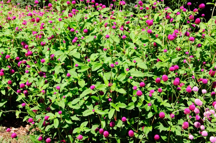 'Ping Pong Purple' - Gomphrena globosa from Milmont Greenhouses