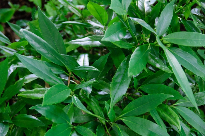 'Serratifloia' Sawtoothed Japanese Aucuba - Aucuba japonica from Milmont Greenhouses