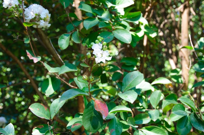 'Burgundy Cotton®' Crape Myrtle - Lagerstroemia indica from Milmont Greenhouses 'Burgundy Cotton®' Crape Myrtle - Lagerstroemia indica from Milmont Greenhouses