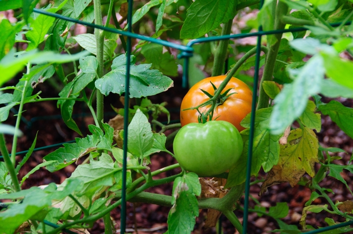 'Big Beef' Beefsteak - Lycopersicon esculentum from Milmont Greenhouses 'Big Beef' Beefsteak - Lycopersicon esculentum from Milmont Greenhouses