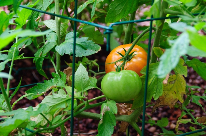 'Big Beef' Beefsteak - Lycopersicon esculentum from Milmont Greenhouses