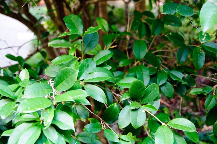 Fragrant Tea Olive - Osmanthus fragrans from Milmont Greenhouses Fragrant Tea Olive - Osmanthus fragrans from Milmont Greenhouses