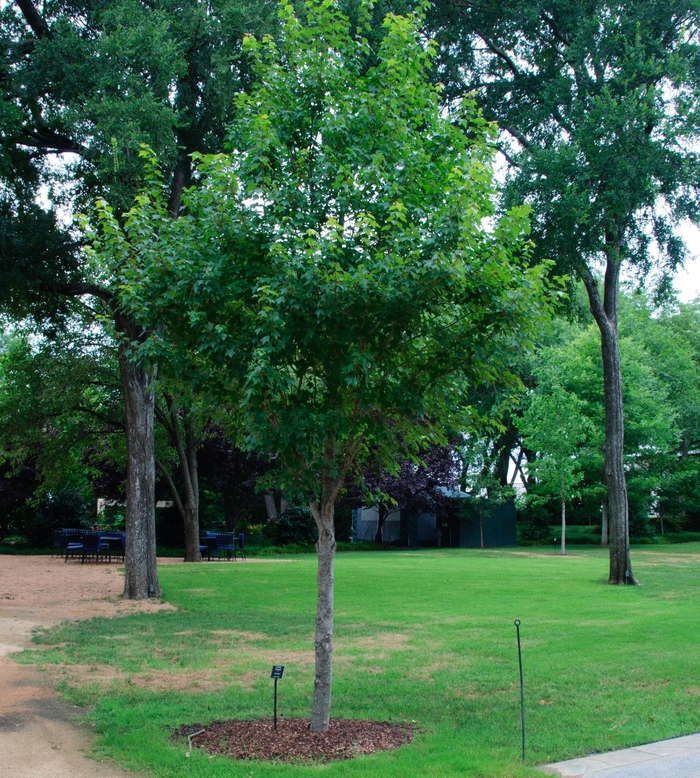 'Sun Valley' Red Maple - Acer rubrum from Milmont Greenhouses