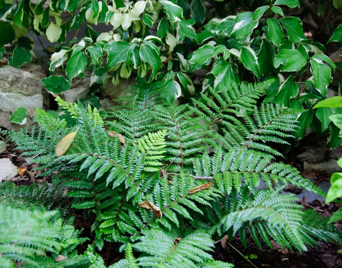 Japanese Tassel Fern - Polystichum polyblepharum from Milmont Greenhouses