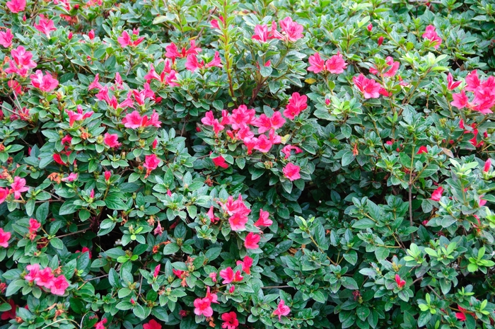 Encore® 'Autumn Ruby®' - Rhododendron (Azalea) from Milmont Greenhouses
