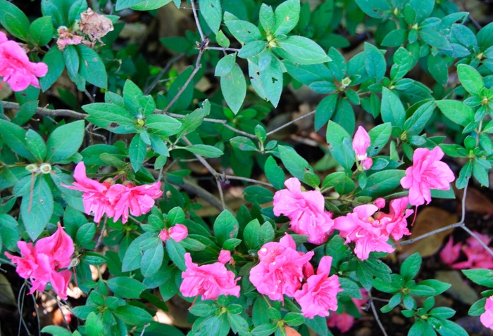 Encore® 'Autumn Rouge®' - Rhododendron (Azalea) from Milmont Greenhouses Encore® 'Autumn Rouge®' - Rhododendron (Azalea) from Milmont Greenhouses