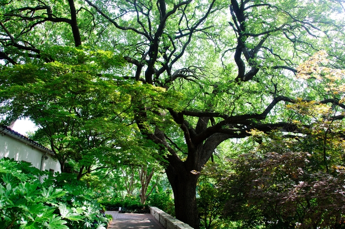 Live Oak - Quercus virginiana from Milmont Greenhouses