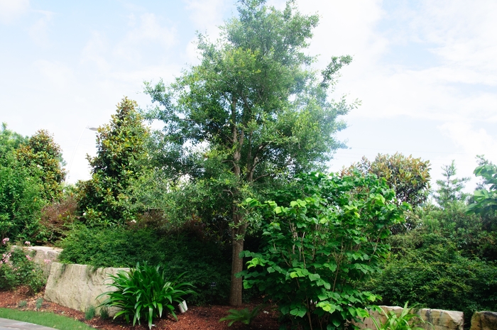 Live Oak - Quercus virginiana from Milmont Greenhouses