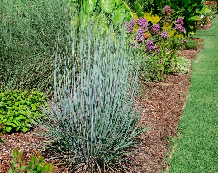 'Standing Ovation' Little Bluestem - Schizachyrium scoparium from Milmont Greenhouses 'Standing Ovation' Little Bluestem - Schizachyrium scoparium from Milmont Greenhouses