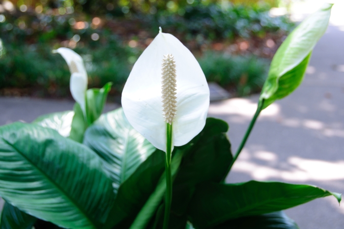 Peace Lily - Spathiphyllum wallisii (Peace Lily) from Milmont Greenhouses Peace Lily - Spathiphyllum wallisii (Peace Lily) from Milmont Greenhouses