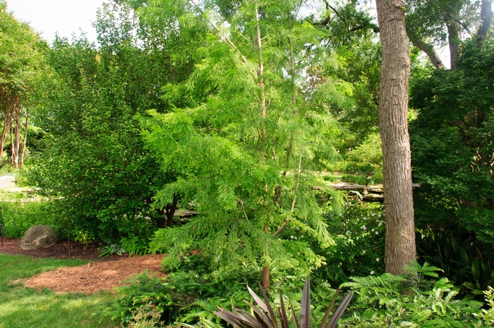 'Shawnee Brave' Bald Cypress - Taxodium distichum from Milmont Greenhouses