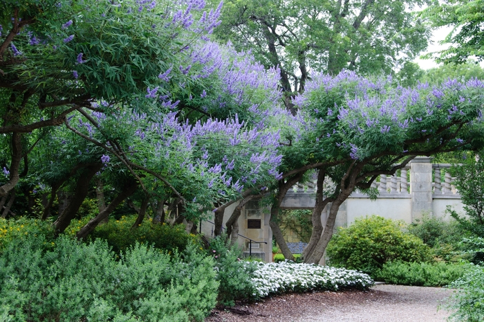 Chaste Tree - Vitex agnus-castus from Milmont Greenhouses