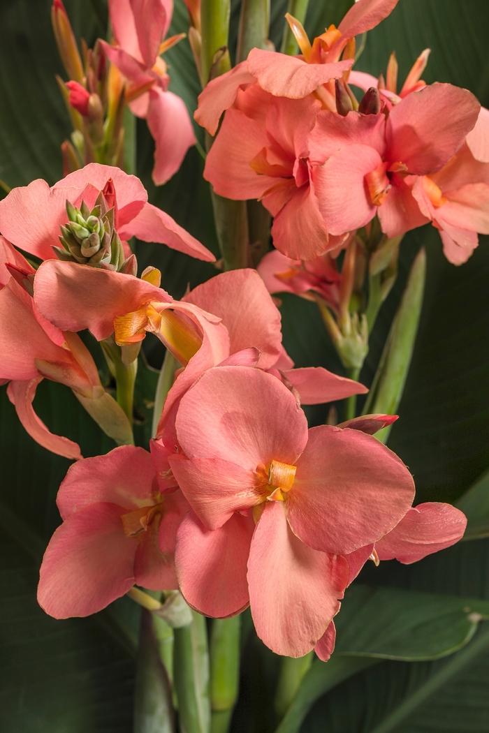 Canna Lily - Canna x generalis from Milmont Greenhouses