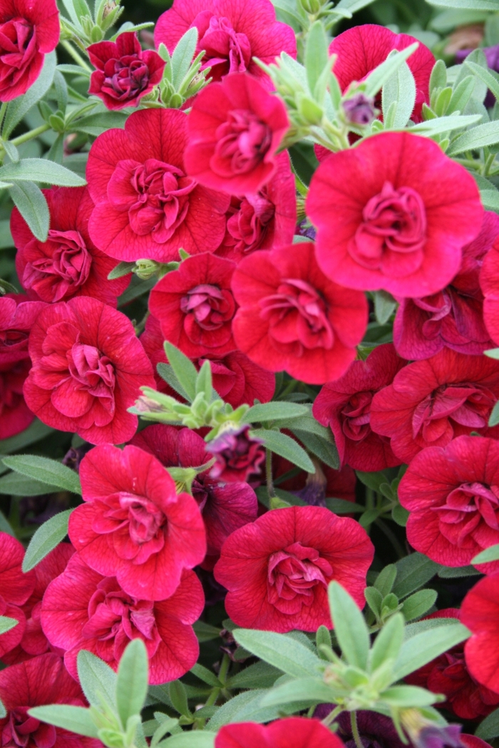 Superbells® 'Double Ruby' - Calibrachoa (Double Calibrachoa) from Milmont Greenhouses