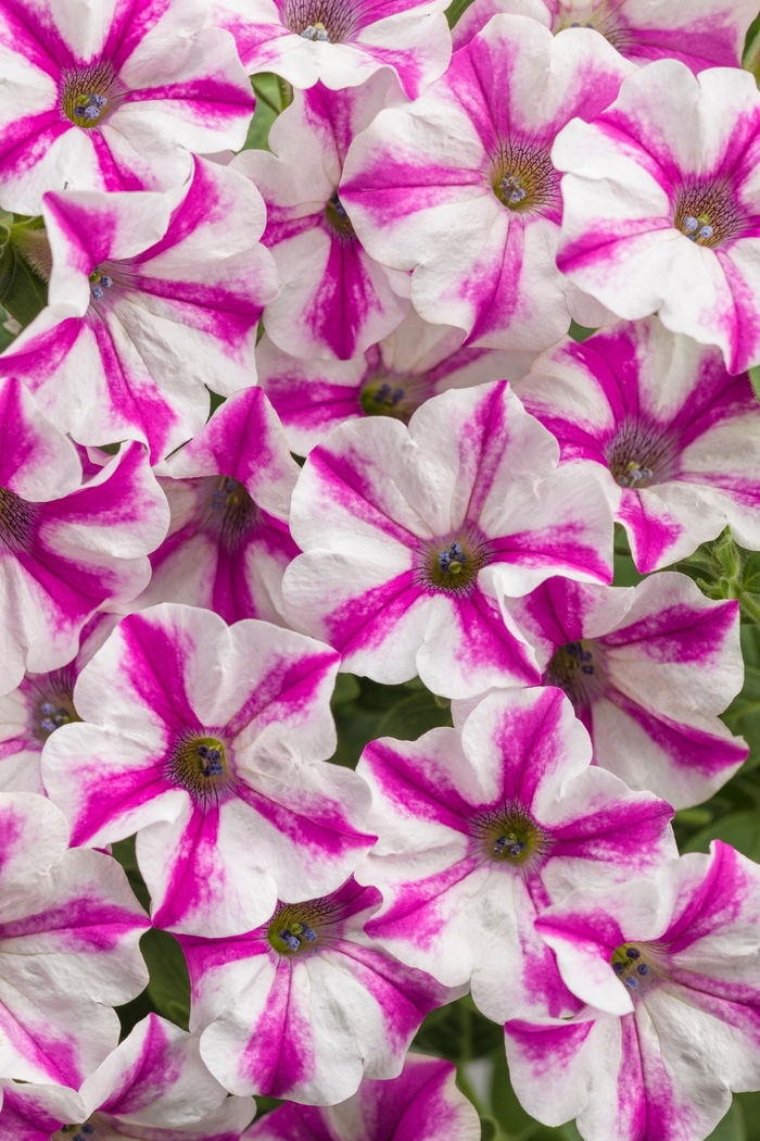 Supertunia&reg; 'Lovie Dovie&trade;' - Petunia from Milmont Greenhouses