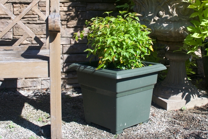 'Firepower' Heavenly Bamboo - Nandina domestica from Milmont Greenhouses 'Firepower' Heavenly Bamboo - Nandina domestica from Milmont Greenhouses