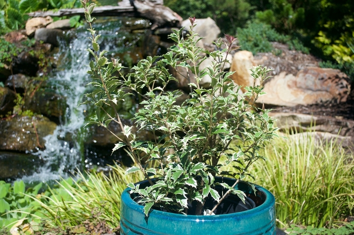 'Variegatus' False Holly - Osmanthus heterophyllus from Milmont Greenhouses