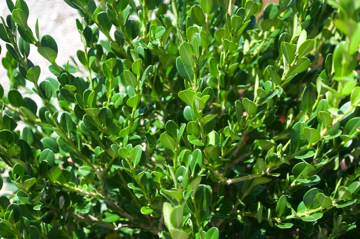 'Winter Gem' Boxwood - Buxus microphylla japonica from Milmont Greenhouses