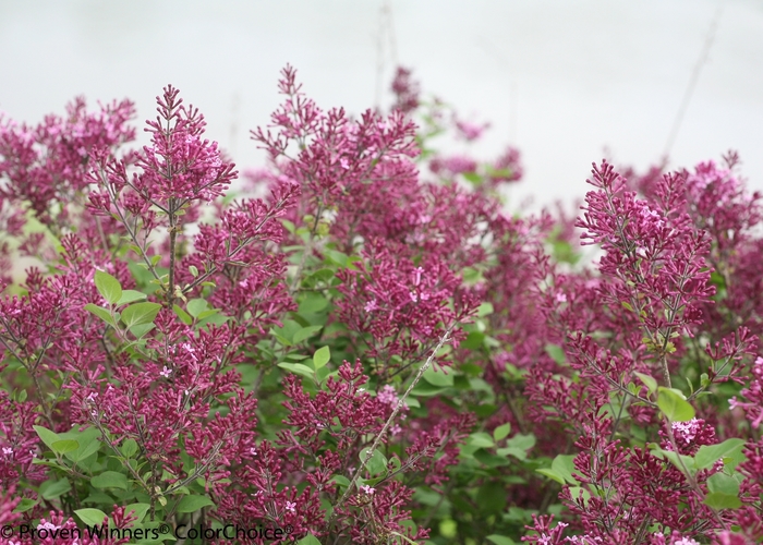 Bloomerang® 'Dark Purple' - Syringa (Reblooming Lilac) from Milmont Greenhouses