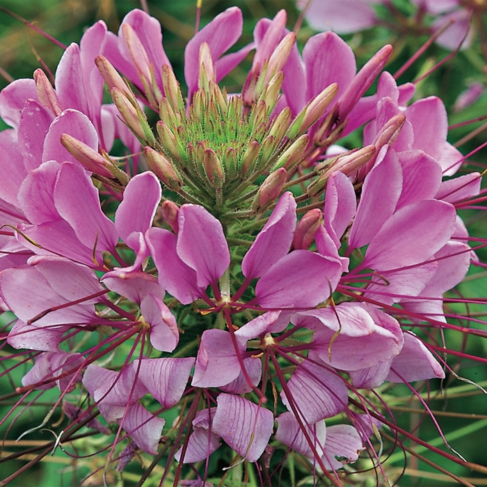 Sparkler™ 'Lavender' - Cleome hassleriana (Spider Flower) from Milmont Greenhouses Sparkler™ 'Lavender' - Cleome hassleriana (Spider Flower) from Milmont Greenhouses