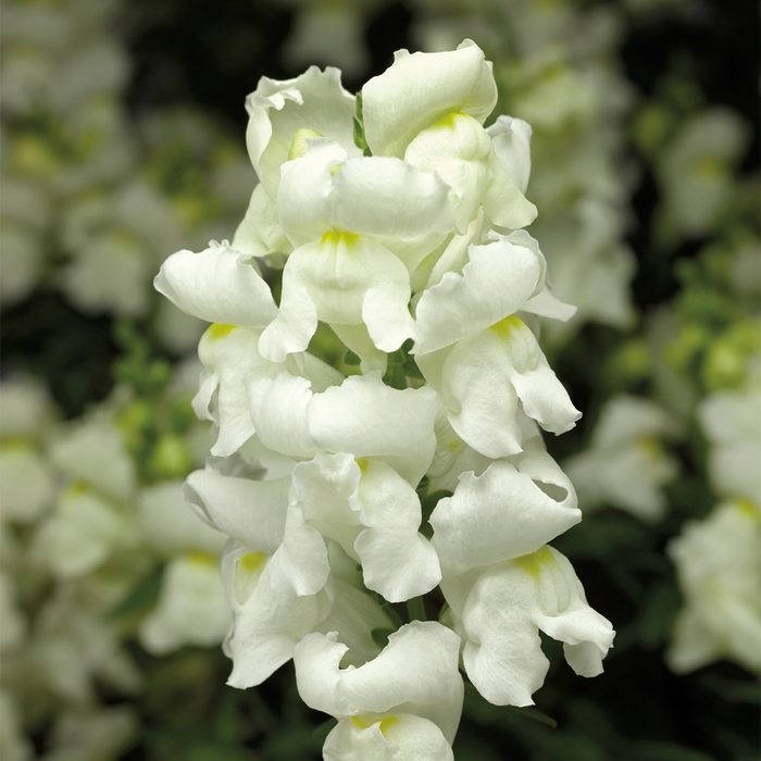 Montego™ 'White' - Antirrhinum majus (Snapdragon) from Milmont Greenhouses