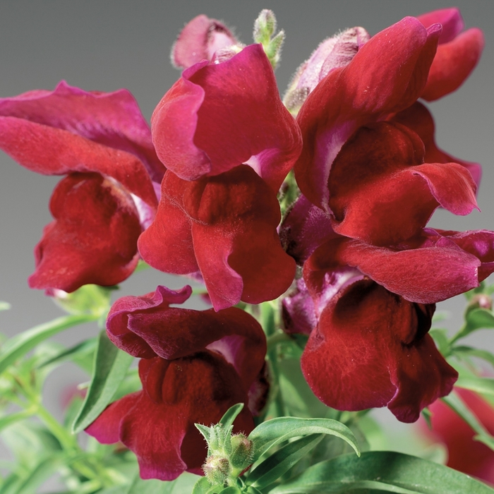 Montego™ 'Red' - Antirrhinum majus (Snapdragon) from Milmont Greenhouses