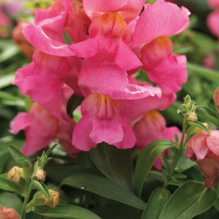 Montego™ 'Pink' - Antirrhinum majus (Snapdragon) from Milmont Greenhouses