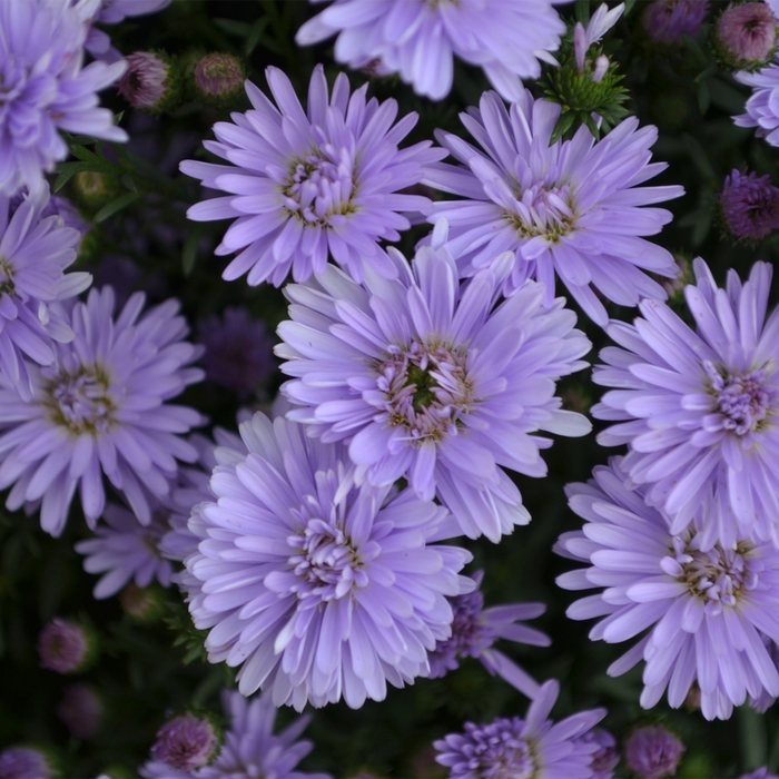 'Peter™ III Blue' - Aster novi-belgii from Milmont Greenhouses