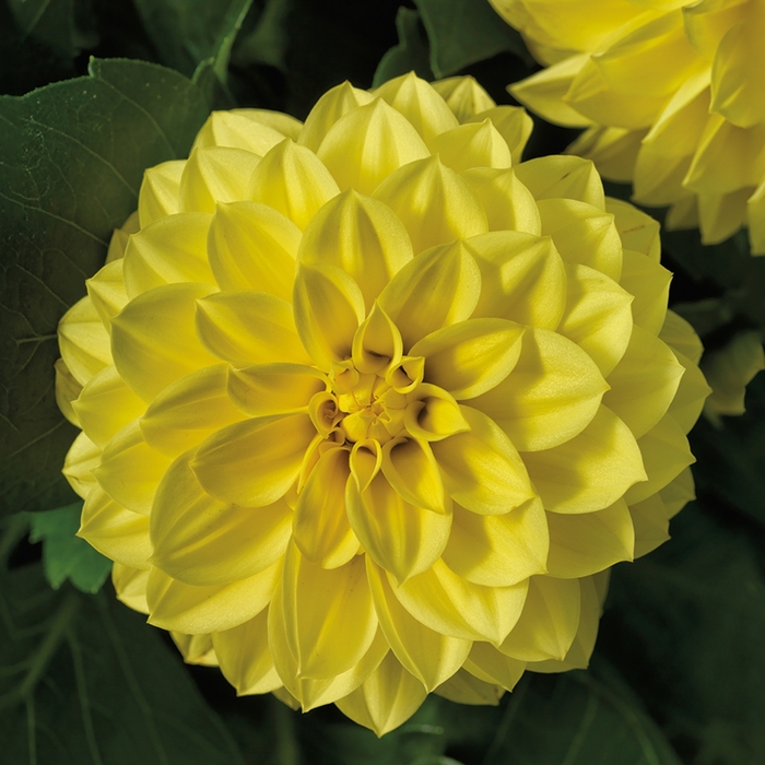Grandalia™ Yellow - Dahlia from Milmont Greenhouses