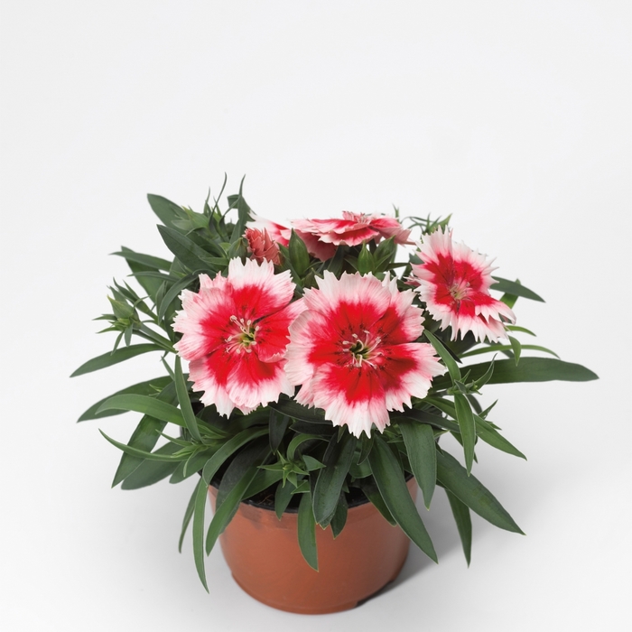 Super Parfait™ 'Red Peppermint' - Dianthus chinensis (Pinks) from Milmont Greenhouses