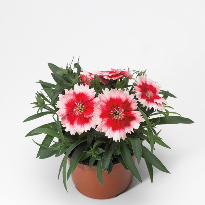 Super Parfait™ 'Red Peppermint' - Dianthus chinensis (Pinks) from Milmont Greenhouses Super Parfait™ 'Red Peppermint' - Dianthus chinensis (Pinks) from Milmont Greenhouses