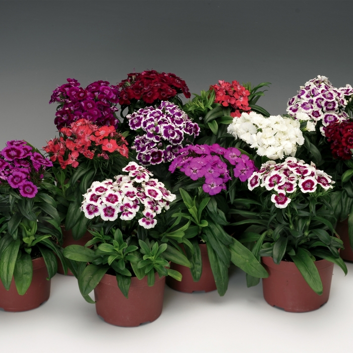 Barbarini&reg; 'Mix' - Dianthus barbatus (Sweet William) from Milmont Greenhouses