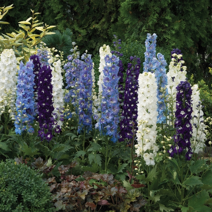 Excalibur&trade; 'Dark Blue White Bee' - Delphinium elatum from Milmont Greenhouses