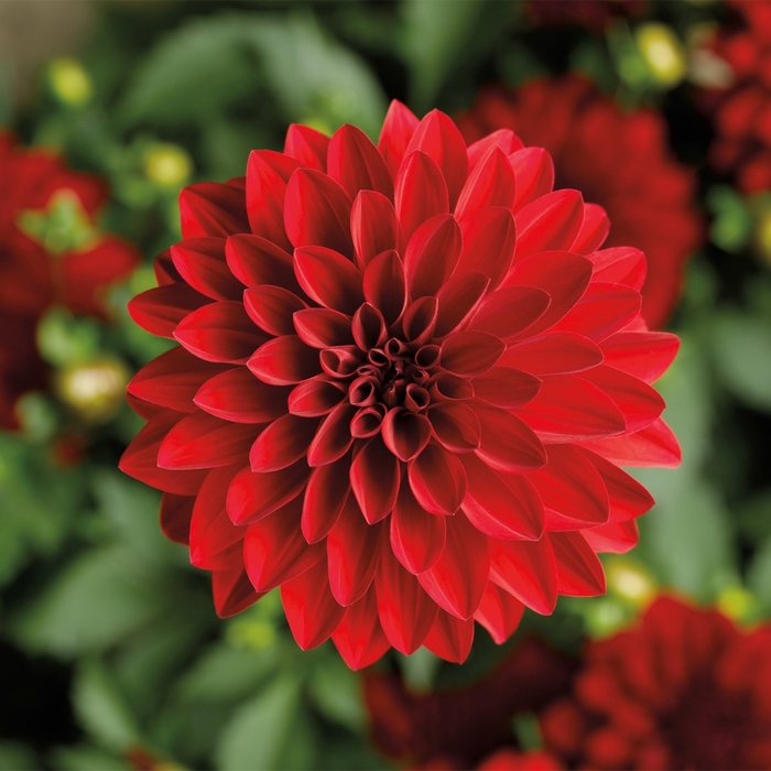 Grandalia&trade; Dark Red - Dahlia from Milmont Greenhouses