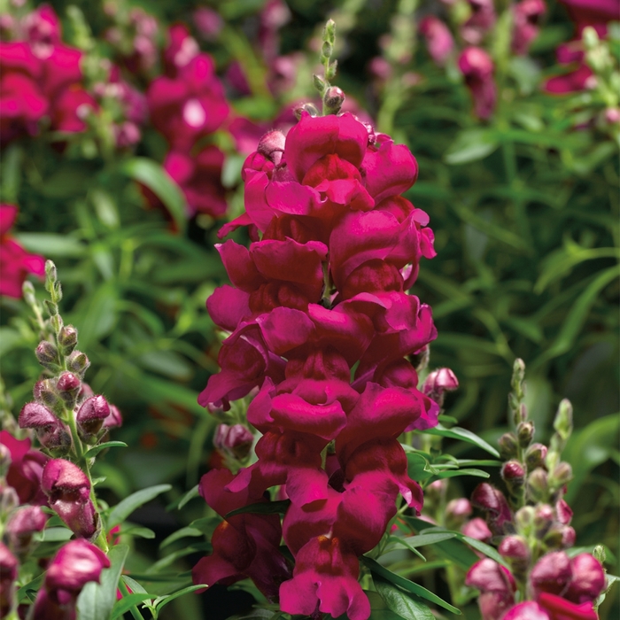 Snaptastic™ 'Magenta' - Antirrhinum majus (Snapdragon) from Milmont Greenhouses