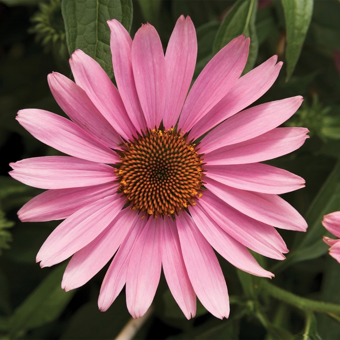 Prairie Splendor&trade; 'Deep Rose' - Echinacea purpurea (Coneflower) from Milmont Greenhouses